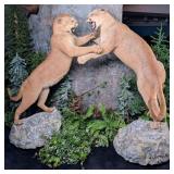 (2) Fighting Mountain Lion / Cougar Full Body Taxi