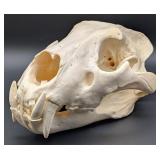 African Lion Skull Taxidermy Mount INDIANA RESIDEN