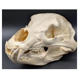 SCI GOLD MEDAL CLASS African Lion Skull Taxidermy
