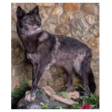 Huge Black Wolf Full Body Taxidermy Mount on Habit