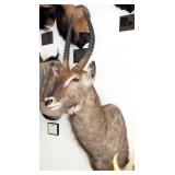 African Waterbuck Shoulder Mount Taxidermy