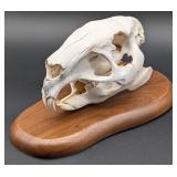 Super Rare Capybara Skull Taxidermy Mount on Europ