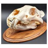 African Lion Skull Taxidermy Mount INDIANA RESIDEN