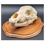 High Altai Brown Bear Skull Taxidermy Mount on Eur
