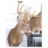 11 Point Whitetail Deer Taxidermy Shoulder Mount