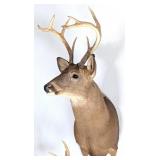 8 Point Whitetail Deer Taxidermy Shoulder Mount