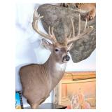 Very Large 14 Point Whitetail Deer Taxidermy Shoul