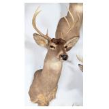 8 Point Whitetail Deer Taxidermy Shoulder Mount