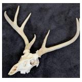 8 Point Whitetail Buck Partial Skull & Antlers