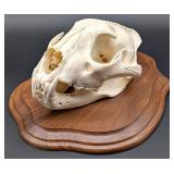 SCI BRONZE MEDAL CLASS African Leopard Skull Taxid