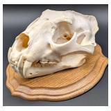 SCI GOLD MEDAL African Leopard Skull Taxidermy Mou
