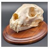 SCI BRONZE MEDAL CLASS African Leopard Skull Taxid