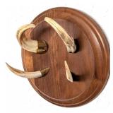 African Warthog Tusk Taxidermy Display on Wood Pla