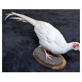 White Pheasant Full Body Taxidermy Mount on Wood H