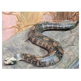 Replica Gaboon Viper Snake Taxidermy Mount from Af