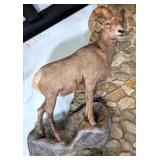 Rocky Mountain Big Horn Sheep Full Body Taxidermy
