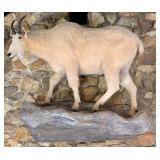 Mountain Goat Taxidermy Wall Mount on Habitat Base