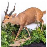 Chobe Bushbuck Full Body Taxidermy Mount on Rollin