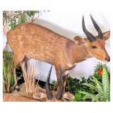 Chobe Bushbuck Full Body Taxidermy Mount on Rollin