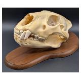 Jonas Bros. African Lion Skull Taxidermy Mount IND