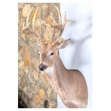 Non-Typical 13 Point Whitetail Shoulder Mount Taxi