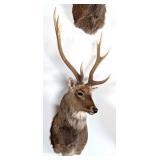 8 Point Sika Deer Shoulder Mount Taxidermy