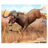 African Black Wildebeest Full Body Mount Taxidermy
