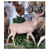 Greater Kudu Full Body Taxidermy Mount on Rolling