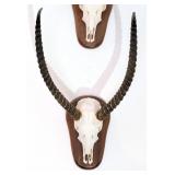 Red Lechwe Skull Taxidermy Mount INDIANA RESIDENTS