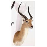 African Red Lechwe Shoulder Mount Taxidermy INDIAN