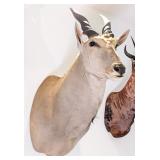 African Eland Shoulder Mount Taxidermy