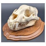 Mountain Lion / Cougar Skull Taxidermy Mount on Eu