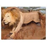 Mature Male African Lion Full Body Taxidermy Mount