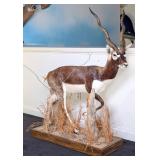 African Black Buck Full Body Taxidermy Mount on Wo