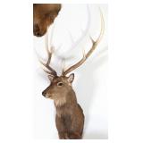 8 Point Sika Deer Shoulder Mount Taxidermy
