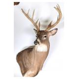 12 Point Whitetail Deer Shoulder Mount Taxidermy