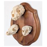 Triple Skull Mount Lynx, Spring Hare, and Bat Eare