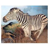Monster African Zebra Full Body Taxidermy Mount