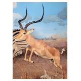 HUGE East African Impala Full Body Taxidermy Mount