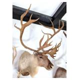 SCI GOLD MEDAL Barren Ground Caribou Taxidermy Sho