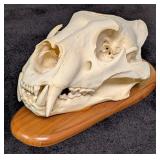 SCI SILVER MEDAL CLASS African Lion Skull Taxiderm