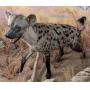 Dark Coloration Walking African Hyena Full Body Ta