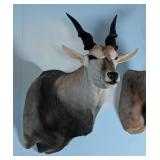 OUTSTANDING QUALITY Eland Shoulder Mount Taxidermy