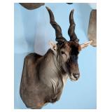 MONSTER SIZE Livingstones Eland Shoulder Mount Tax