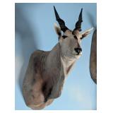 Eland Shoulder Mount Taxidermy