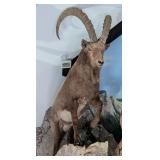 Mid-Asian Ibex Full Body Taxidermy Mount No Base