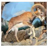Mouflon Ram Full Body Taxidermy Mount No Base