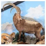 Mid-Asian Ibex Full Body Taxidermy Mount No Base