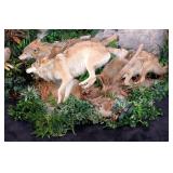 Very Rare Running Mongolian Wolf Pack Taxidermy Di
