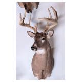 10-Point Whitetail Deer Shoulder Mount Taxidermy